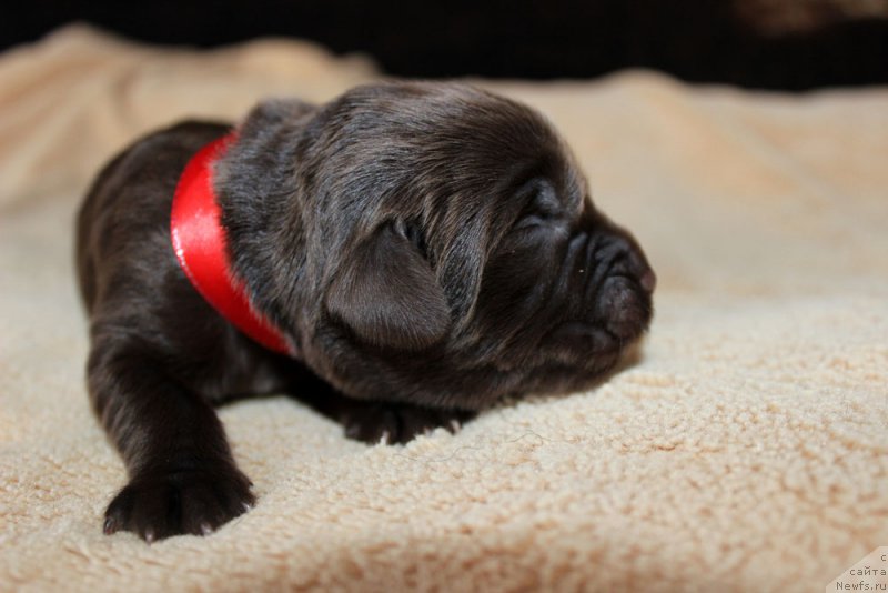 Фотография № 220527