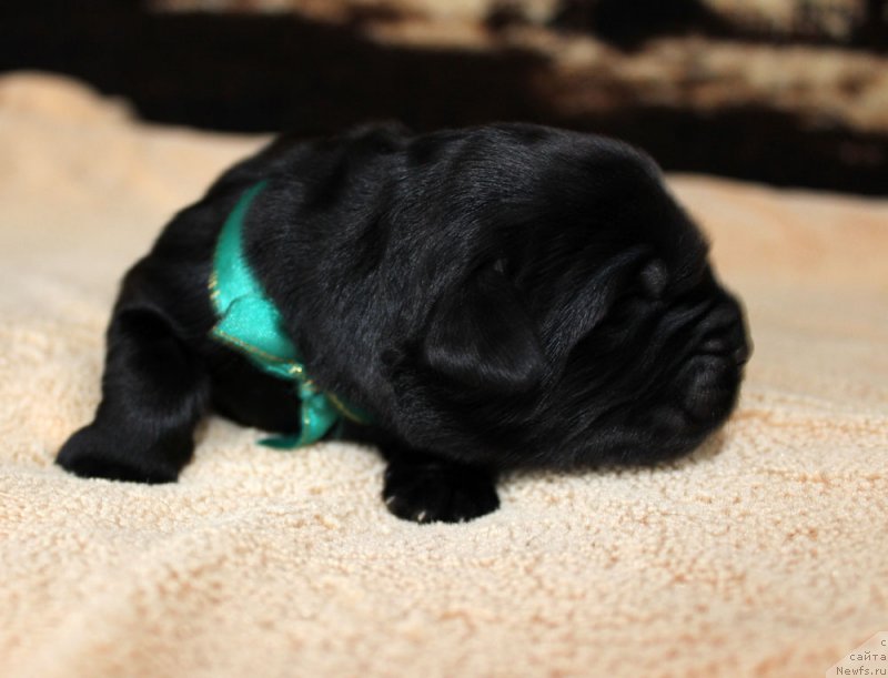 Фотография № 220529