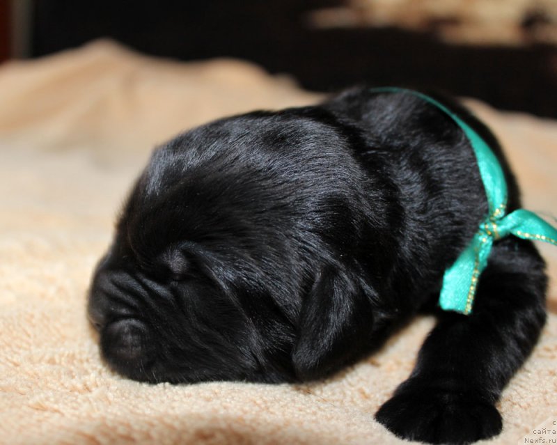 Фотография № 220530