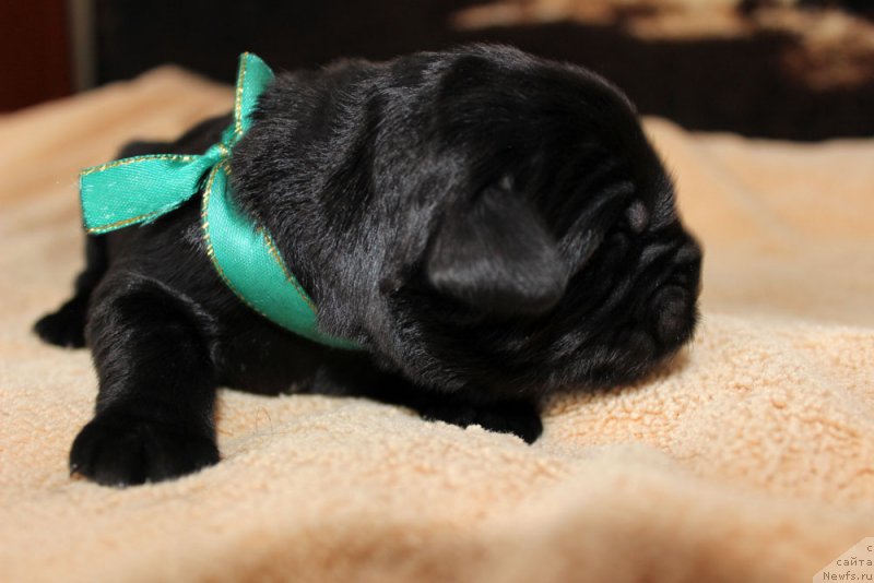 Фото: ньюфаундленд Браунблад MCК Лэджендари Норс (Brownblood MSK Lagendary North)