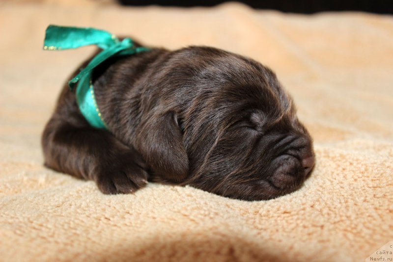 Фото: ньюфаундленд Браунблад  МСК Лион Лаби-Рони (Brownblood MSK Lyon Labi-Roni)