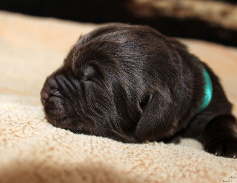 Фото: ньюфаундленд Браунблад  МСК Лион Лаби-Рони (Brownblood MSK Lyon Labi-Roni)