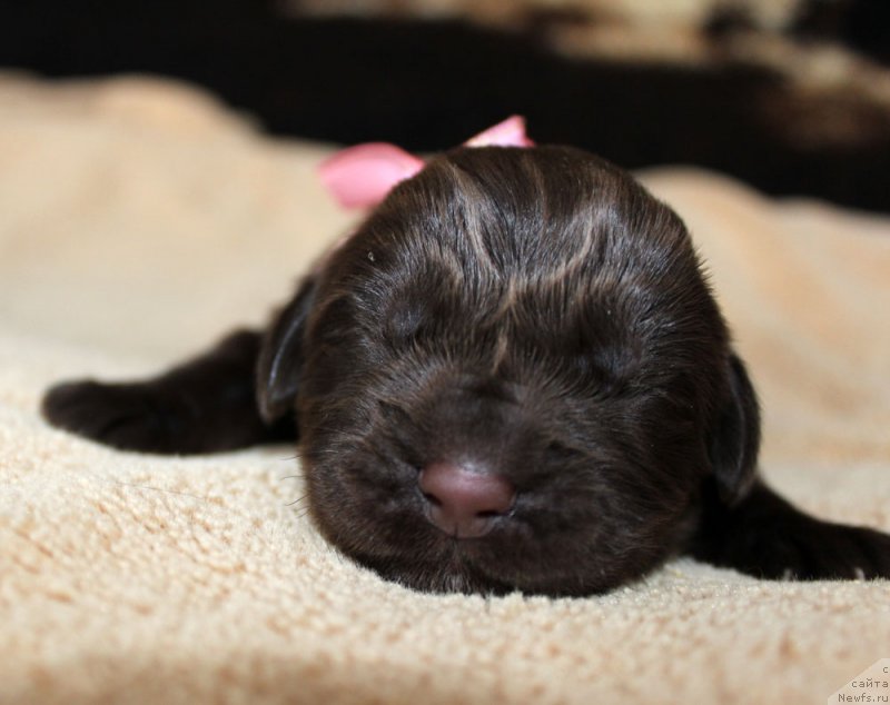 Фото: ньюфаундленд Браунблад МСК Лея Айман (Brownblood MSK Leya Aiman)