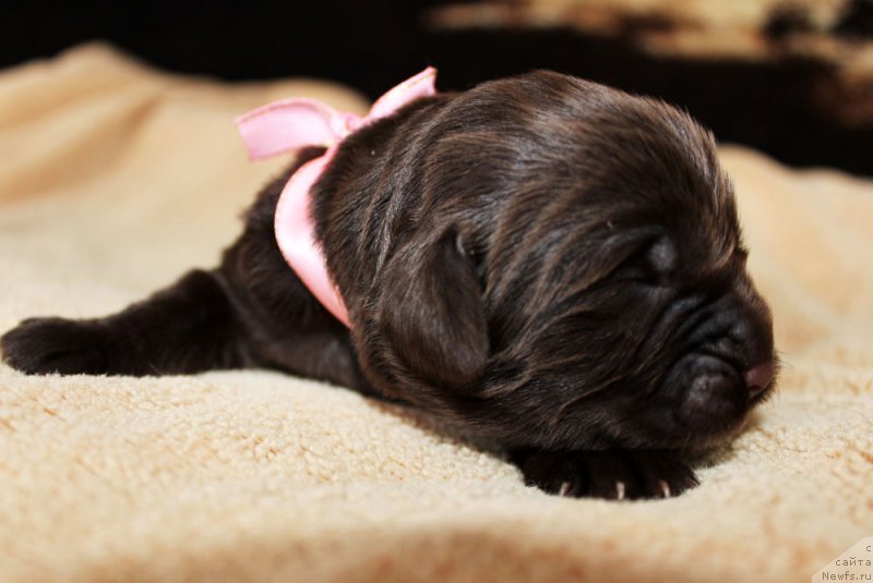 Фотография № 220537