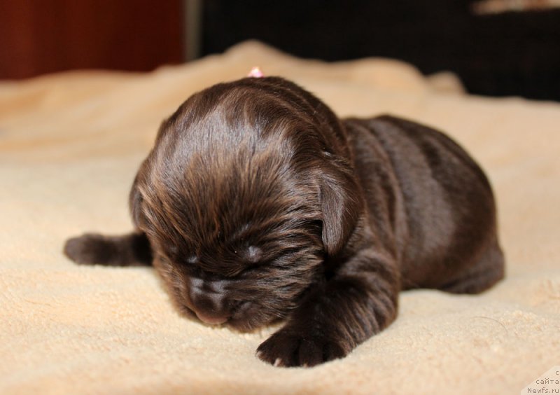 Фото: ньюфаундленд Браунблад МСК Лея Айман (Brownblood MSK Leya Aiman)