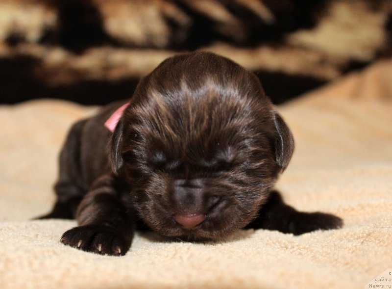 Фотография № 220539