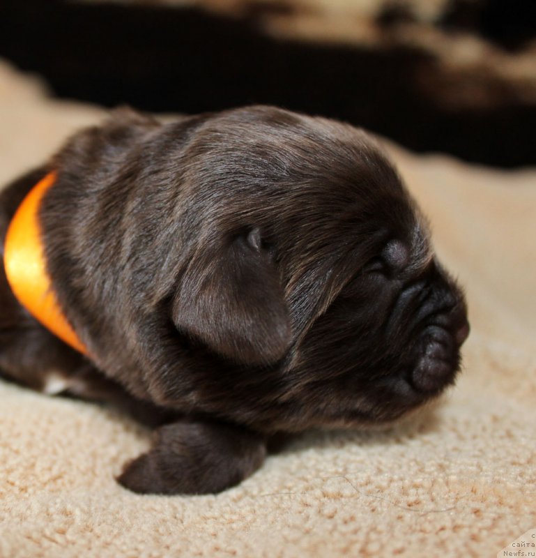 Фотография № 220540