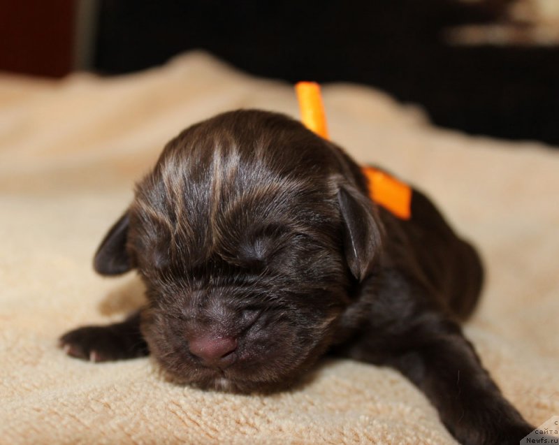 Фотография № 220542