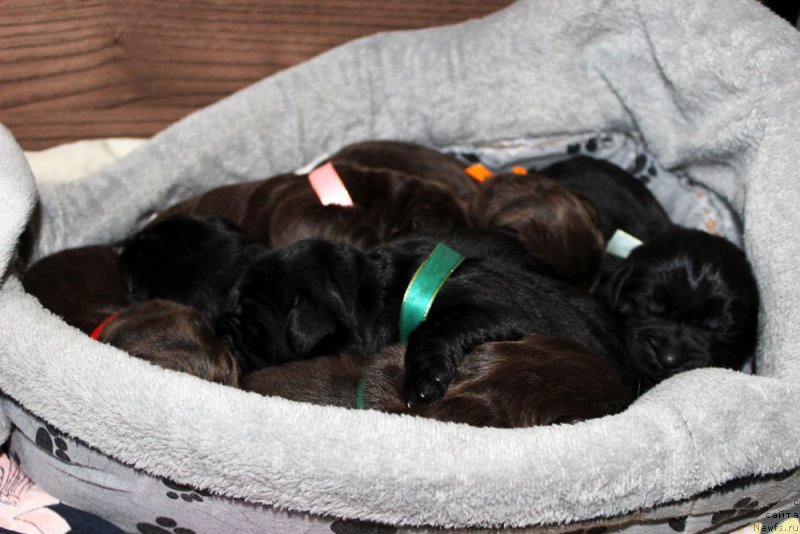 Фото: ньюфаундленд Браунблад MCК Лави Нэман (Brownblood MSK Lavy Neman), ньюфаундленд Браунблад MCК Лэджендари Норс (Brownblood MSK Lagendary North), ньюфаундленд Браунблад МСК Ламберт Амир (Brownblood MSK Lambert Amir), ньюфаундленд Браунблад  МСК Лион Лаби-Рони (Brownblood MSK Lyon Labi-Roni), ньюфаундленд Браунблад МСК Ларчи Ардон (Brownblood MSK Larchie Ardon), ньюфаундленд Браунблад МСК Лея Айман (Brownblood MSK Leya Aiman), ньюфаундленд Браунблад МСК Ливона Либа (Brownblood MSK Livona Liba)