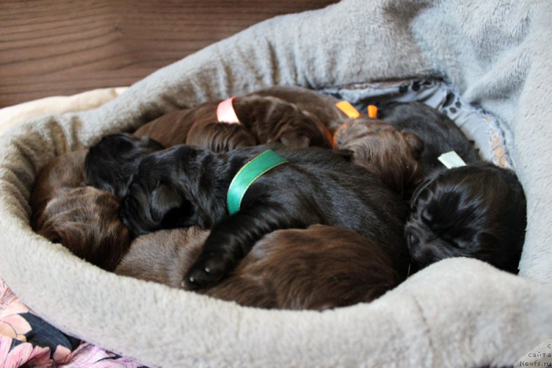 Фото: ньюфаундленд Браунблад MCК Лави Нэман (Brownblood MSK Lavy Neman), ньюфаундленд Браунблад MCК Лэджендари Норс (Brownblood MSK Lagendary North), ньюфаундленд Браунблад МСК Ламберт Амир (Brownblood MSK Lambert Amir), ньюфаундленд Браунблад  МСК Лион Лаби-Рони (Brownblood MSK Lyon Labi-Roni), ньюфаундленд Браунблад МСК Ларчи Ардон (Brownblood MSK Larchie Ardon), ньюфаундленд Браунблад МСК Лея Айман (Brownblood MSK Leya Aiman), ньюфаундленд Браунблад МСК Ливона Либа (Brownblood MSK Livona Liba)