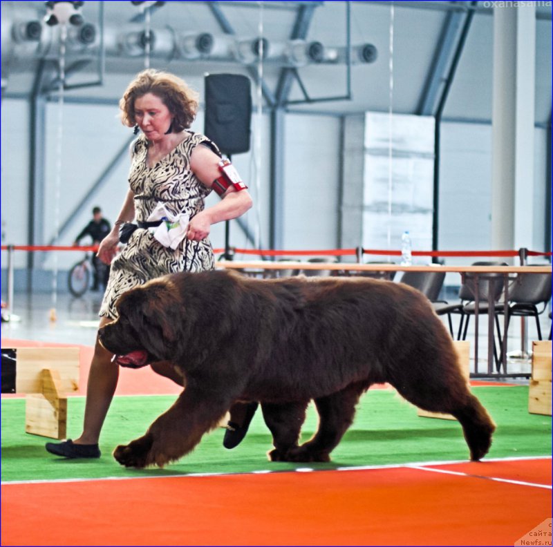 Фото: ньюфаундленд Браунблад МСК Велес Алистер (Brownblood MSK Veles Alister)