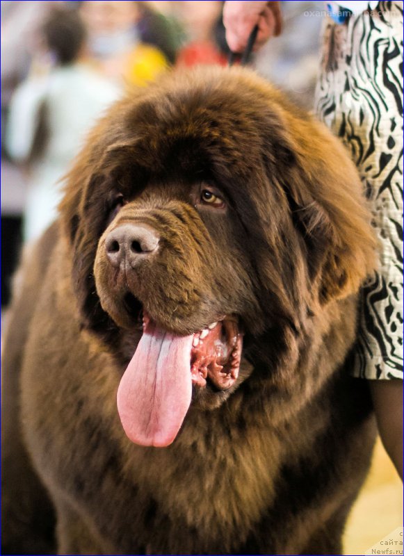 Фото: ньюфаундленд Браунблад МСК Велес Алистер (Brownblood MSK Veles Alister)