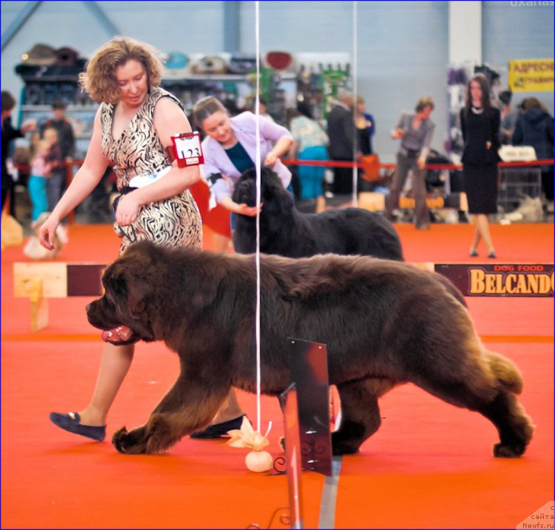 Фото: ньюфаундленд Браунблад МСК Велес Алистер (Brownblood MSK Veles Alister)