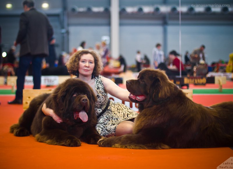 Фото: ньюфаундленд Браунблад МСК Велес Алистер (Brownblood MSK Veles Alister), ньюфаундленд Браунблад МСК Хаким Голд Хайдар (Brownblood MSK Hakim Gold Haydar)