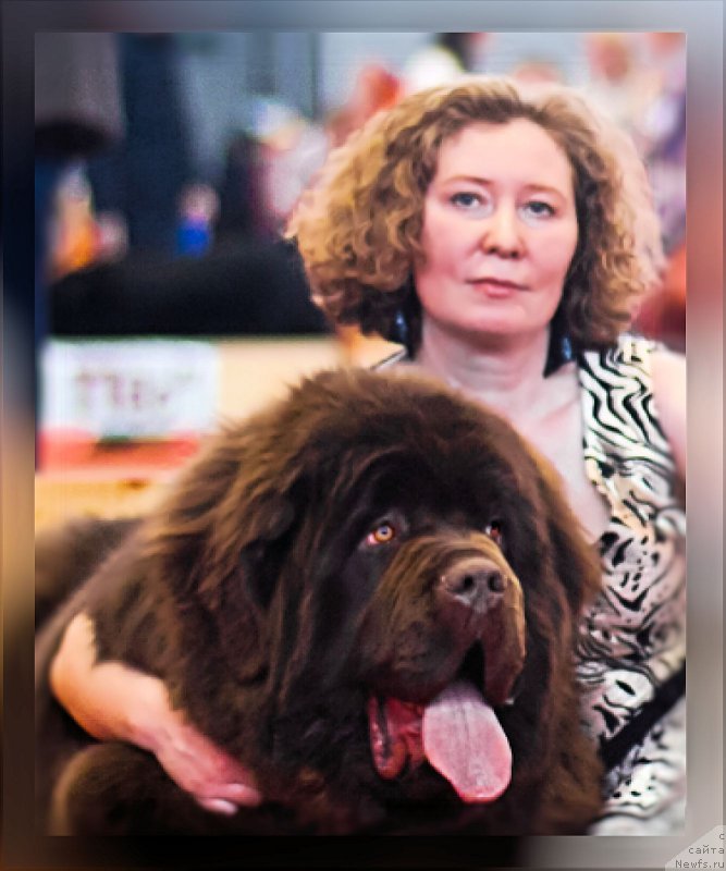 Фото: ньюфаундленд Браунблад МСК Велес Алистер (Brownblood MSK Veles Alister)