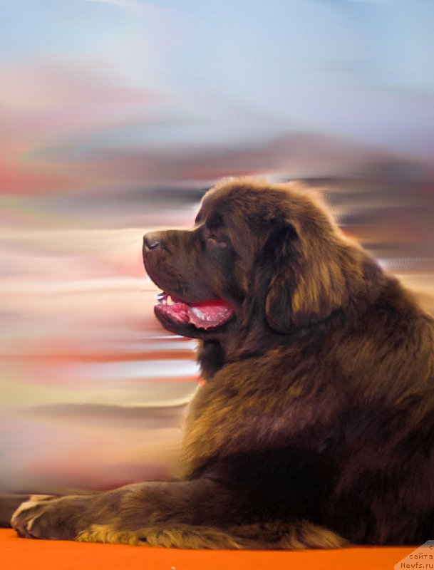 Фото: ньюфаундленд Браунблад МСК Хаким Голд Хайдар (Brownblood MSK Hakim Gold Haydar)