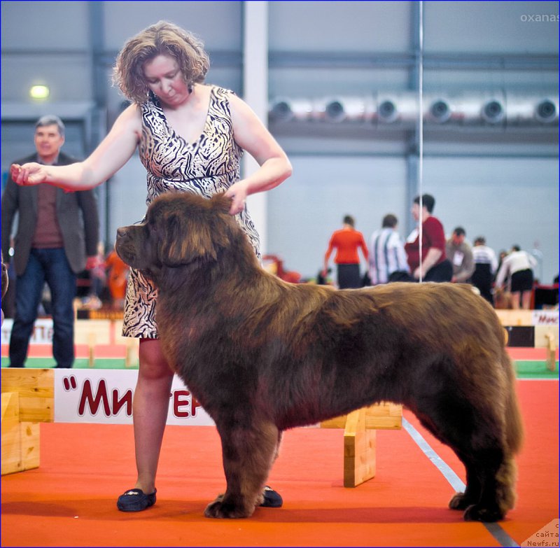 Фото: ньюфаундленд Браунблад МСК Хаким Голд Хайдар (Brownblood MSK Hakim Gold Haydar)