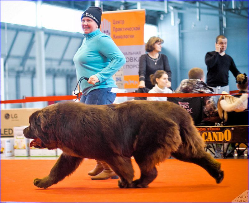 Фото: Лена Зырина, ньюфаундленд Браунблад МСК Велес Алистер (Brownblood MSK Veles Alister)