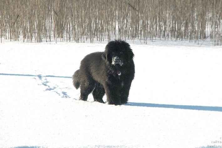 Фотография № 220558