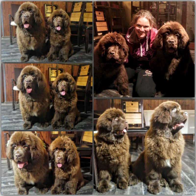 Фото: ньюфаундленд Браунблад МСК Аназер Лав Тендер Эбони (Brownblood MSK Another Love Tender Ebony), ньюфаундленд Браунблад МСК Аванти Дарлинг Кид (Brownblood MSK Avanti Darling Kid)