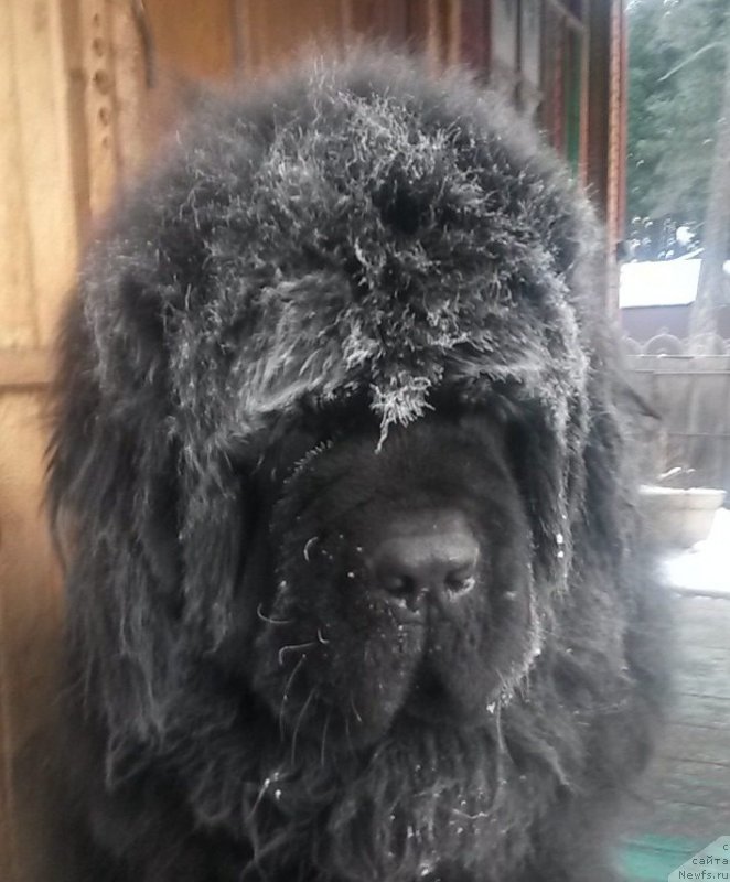 Фото: ньюфаундленд Ньюфорт Абсолют