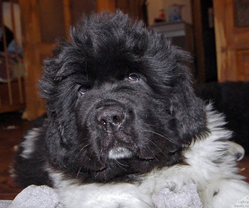 Фотография № 220567