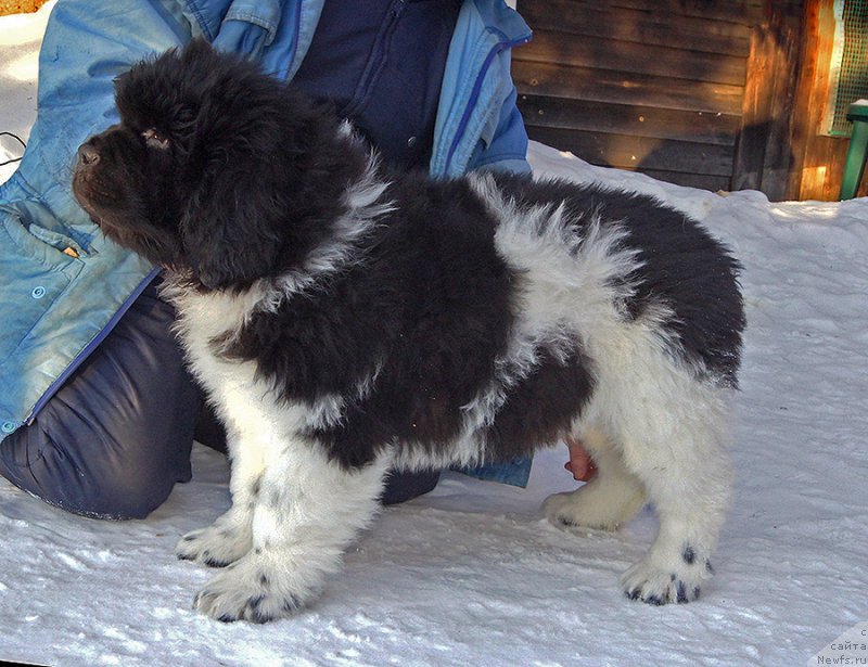 Фотография № 220569