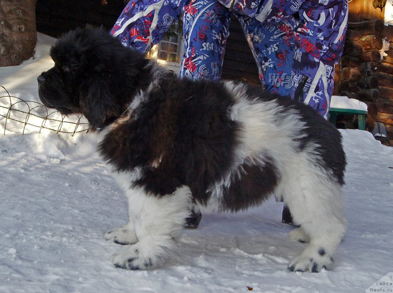 Фотография № 220571