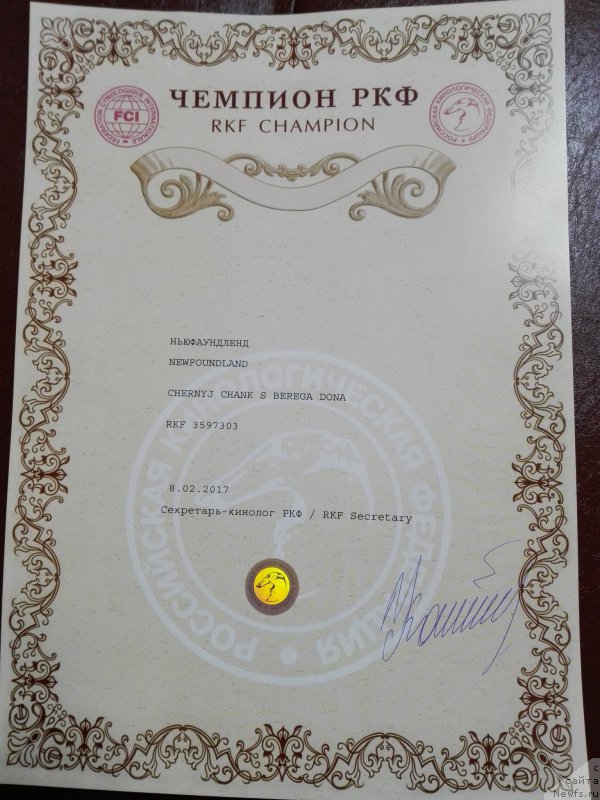 Фото: ньюфаундленд Черный Чанк с Берега Дона (Chernyj Chank s Berega Dona)