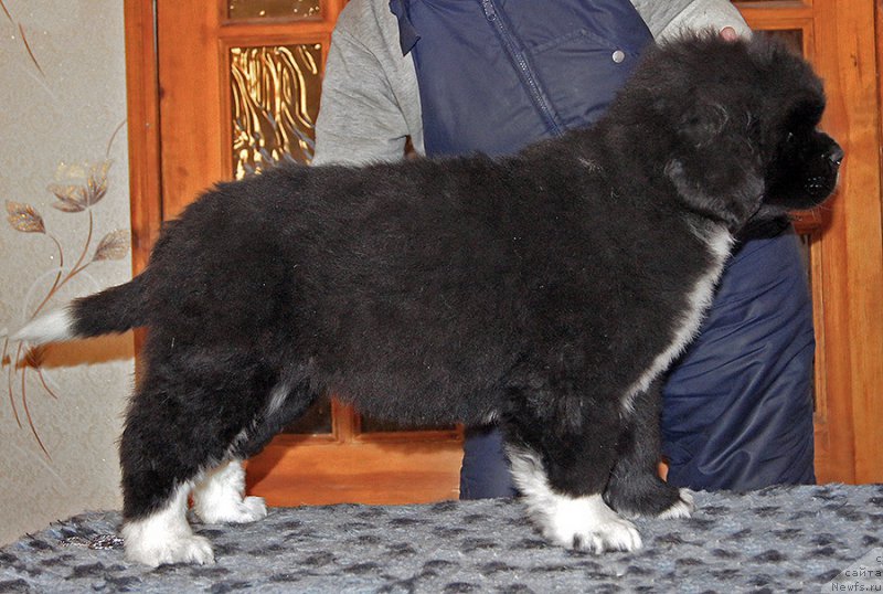 Фотография № 220578