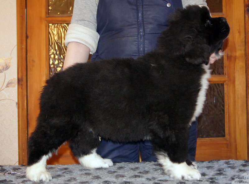 Фото: ньюфаундленд Супер Бизон Таисса