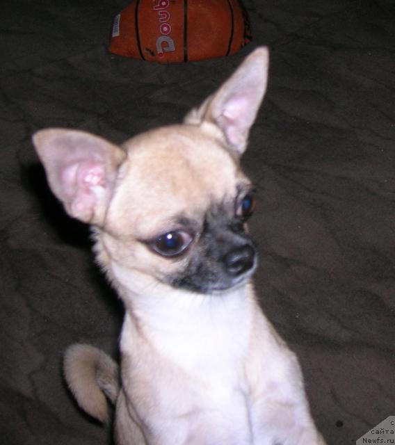 Фотография № 22058