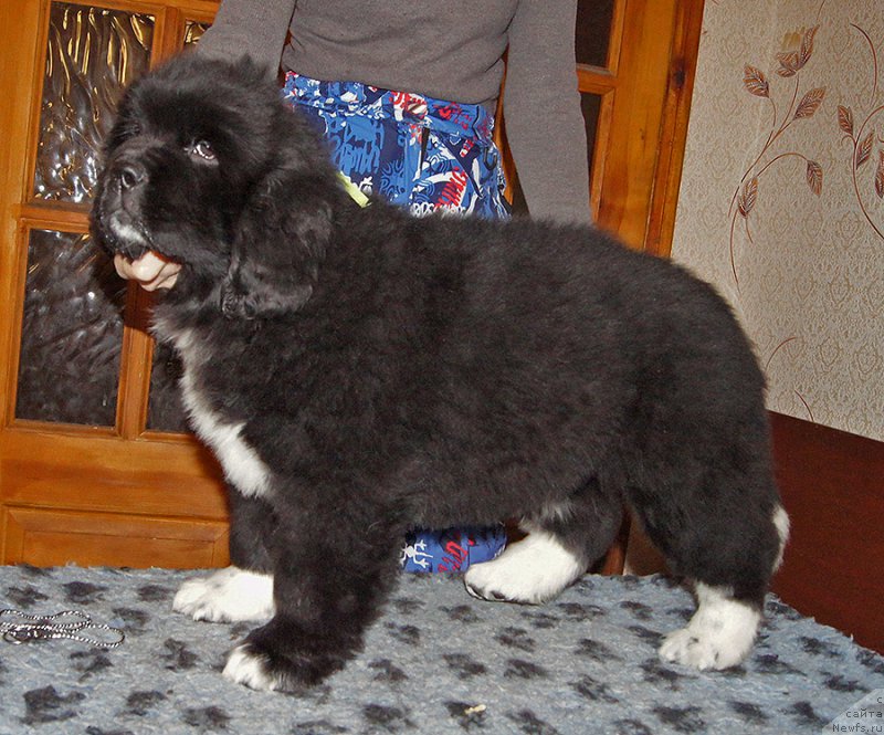 Фотография № 220580