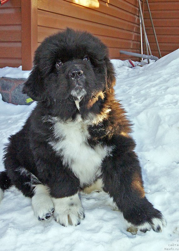 Фотография № 220583