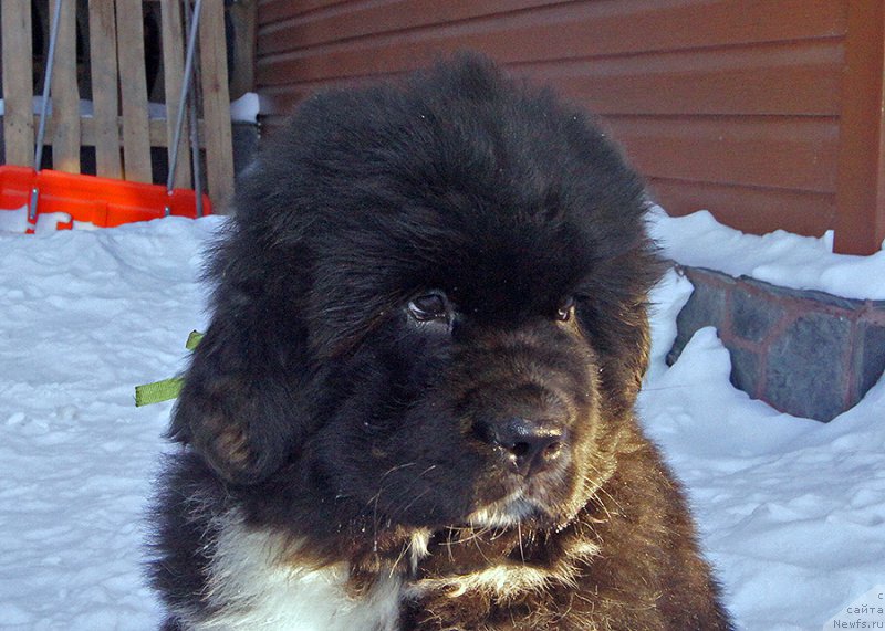 Фото: ньюфаундленд Супер Бизон Таисса