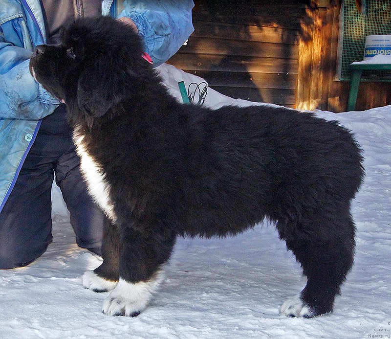 Фото: ньюфаундленд Супер Бизон Тея