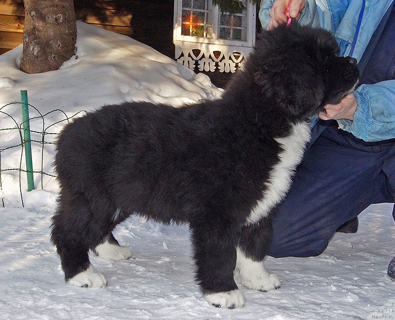 Фото: ньюфаундленд Супер Бизон Тея