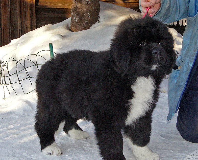 Фото: ньюфаундленд Супер Бизон Тея