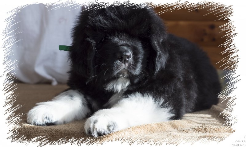 Фото: ньюфаундленд Расмус Ленард Норд