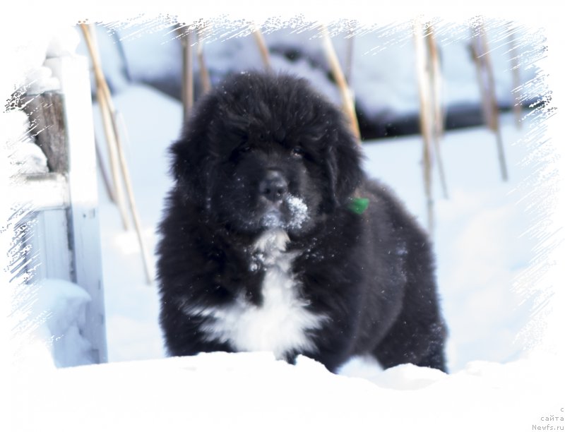 Фото: ньюфаундленд Расмус Ленард Норд