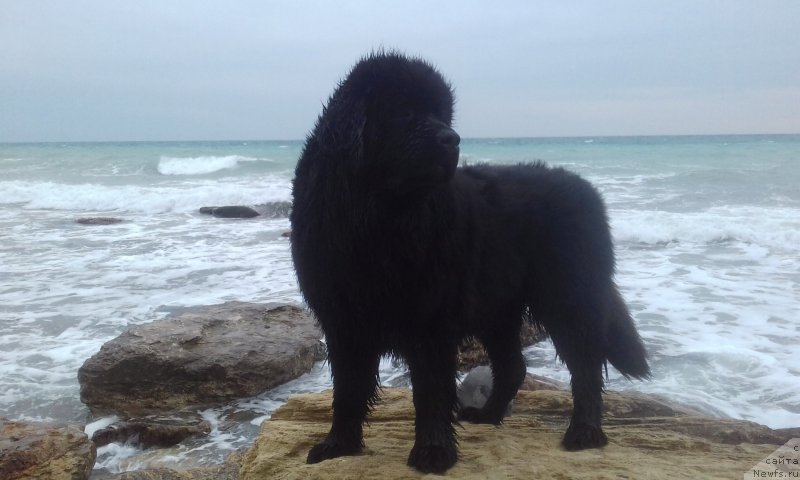 Фото: ньюфаундленд Акватория Келвин Злата