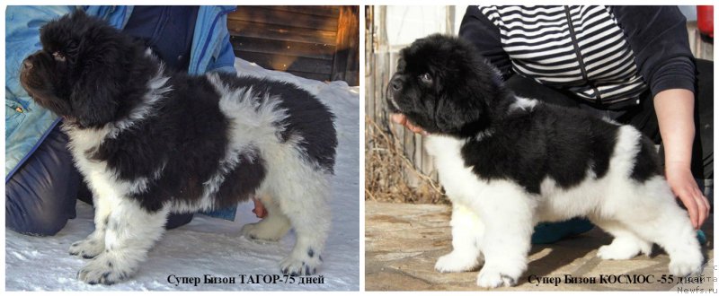 Фотография № 220602