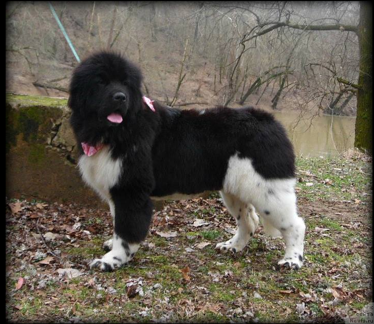 Фото: ньюфаундленд Сент Джонс Урбан Лове