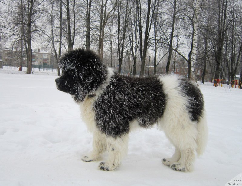 Фотография № 220607