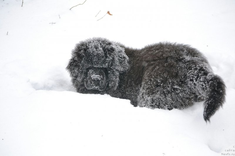Фото: Елена Вотчал
