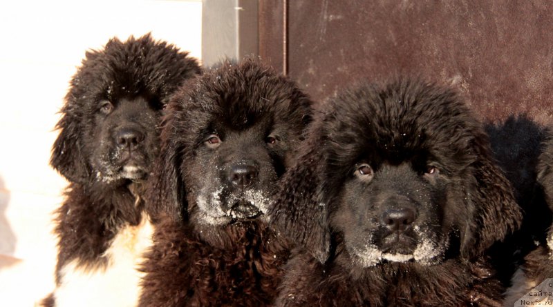 Фото: щенки Аквиан Сонг