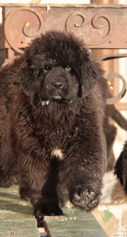 Фото: Щенок 