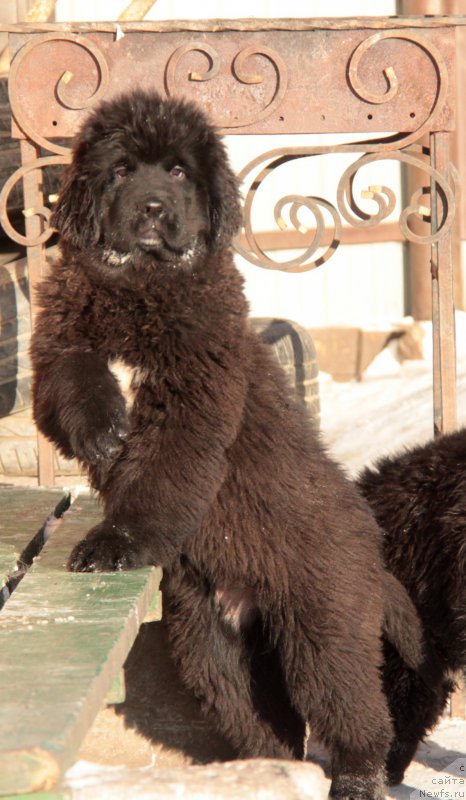 Фото: ньюфаундленд Аквиан Сонг Текила Голд (Akvian Song Tequila Gold)