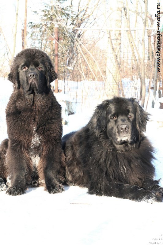 Фотография № 220619