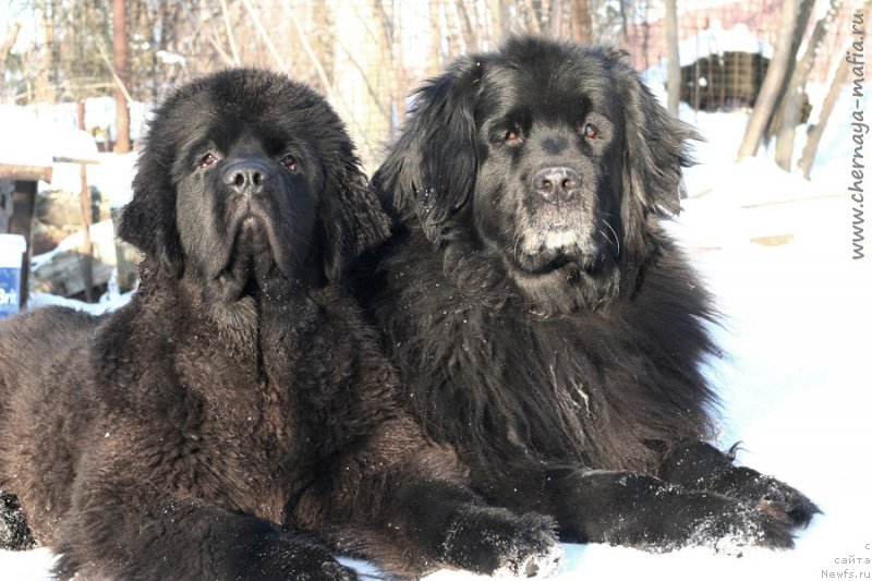 Фотография № 220620